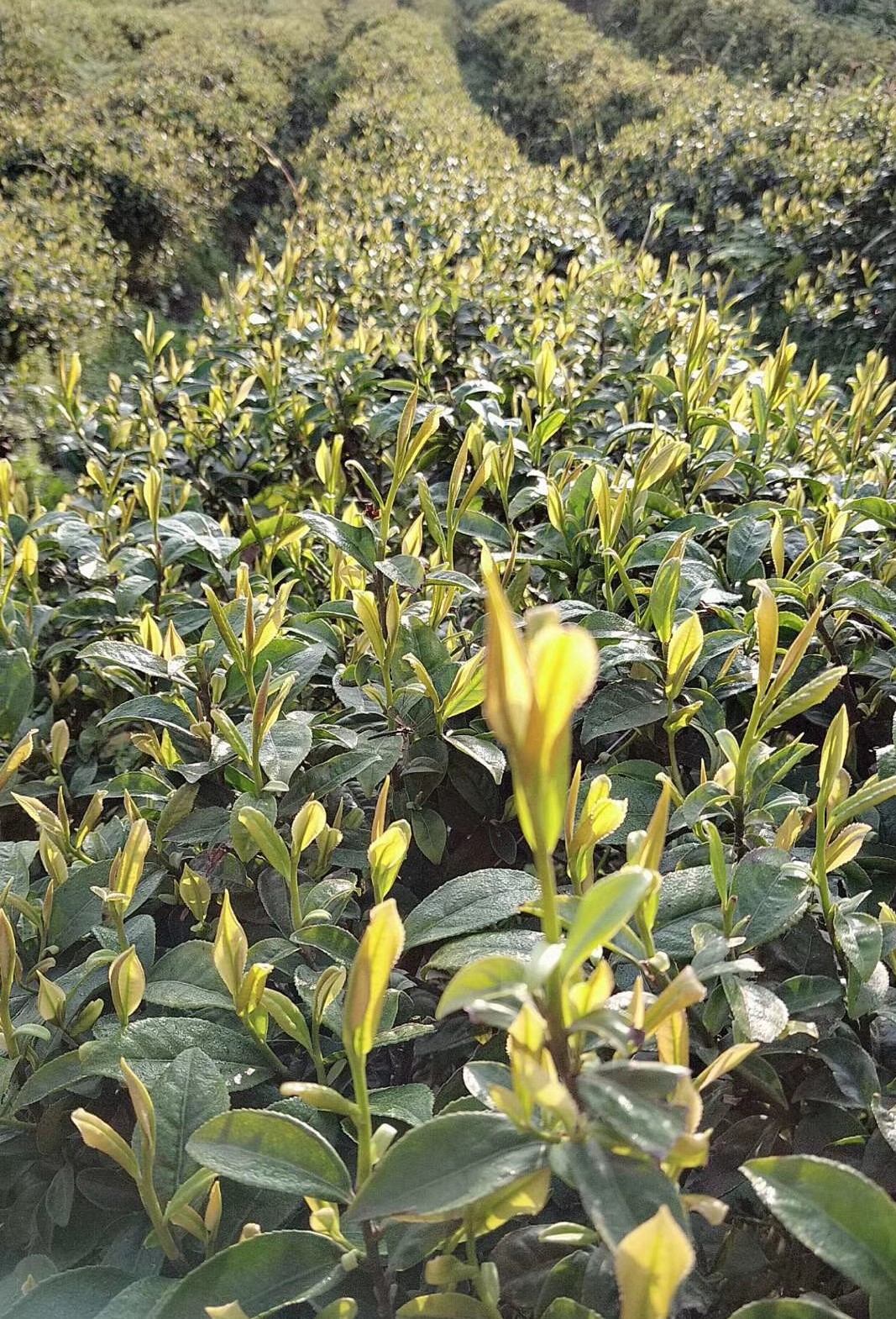 白茶新芽