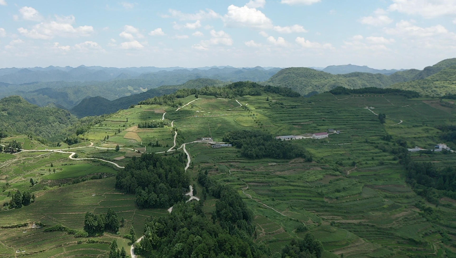芸雾茶业茶园